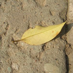 操老太太一级黄包大片
